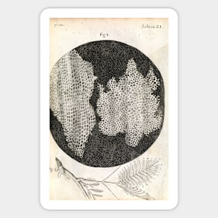 Cork cells, Hooke's Micrographia (1665) (C024/3956) Sticker